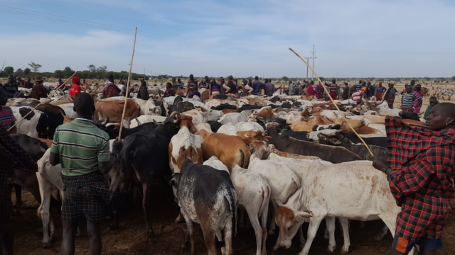 livestock